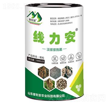 �������-������-Ħ����