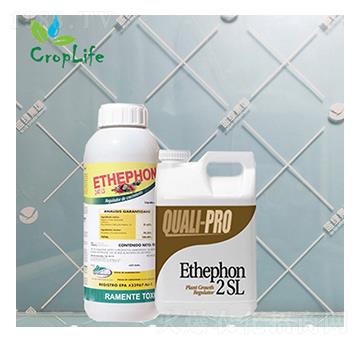 ��ϩ��-����˹����