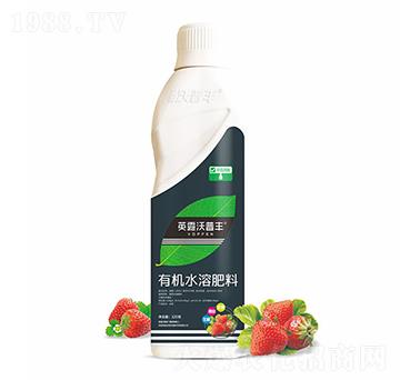 草莓需配有機(jī)水溶肥料-英露沃普豐